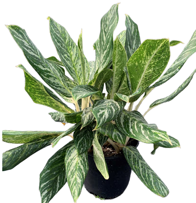 10" Aglaonema Golden Madonna